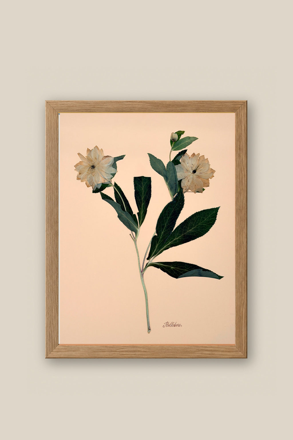 Hellebores on Peach