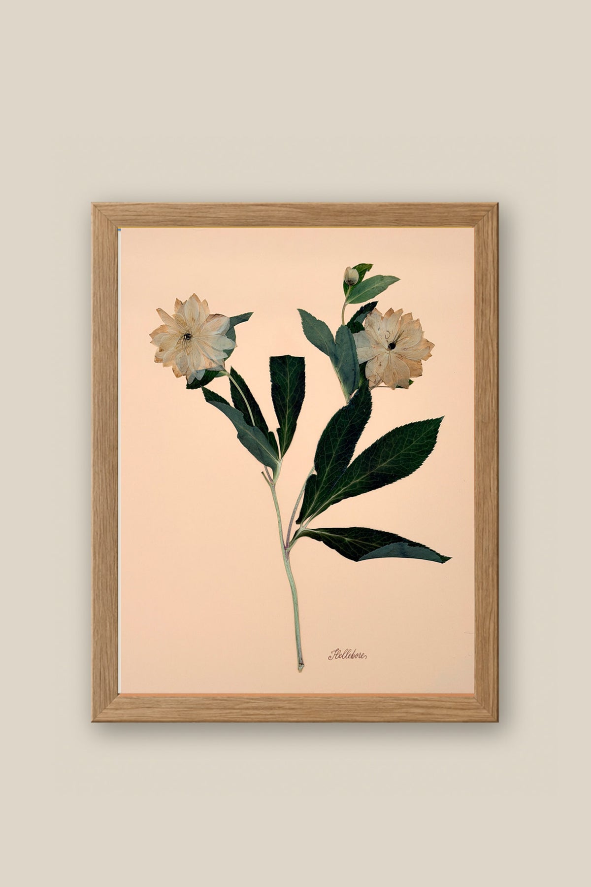 Hellebores on Peach