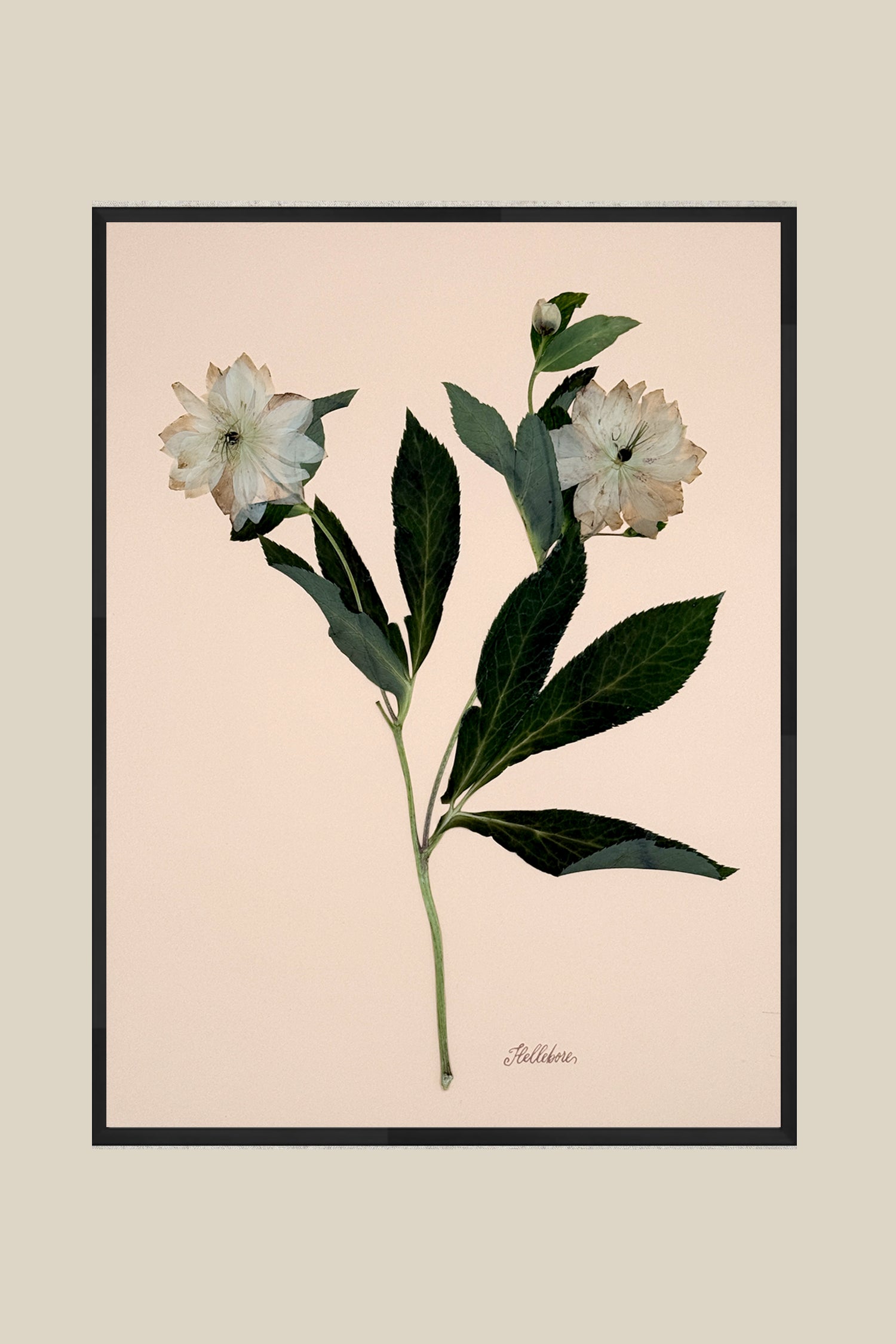 Hellebores on Peach