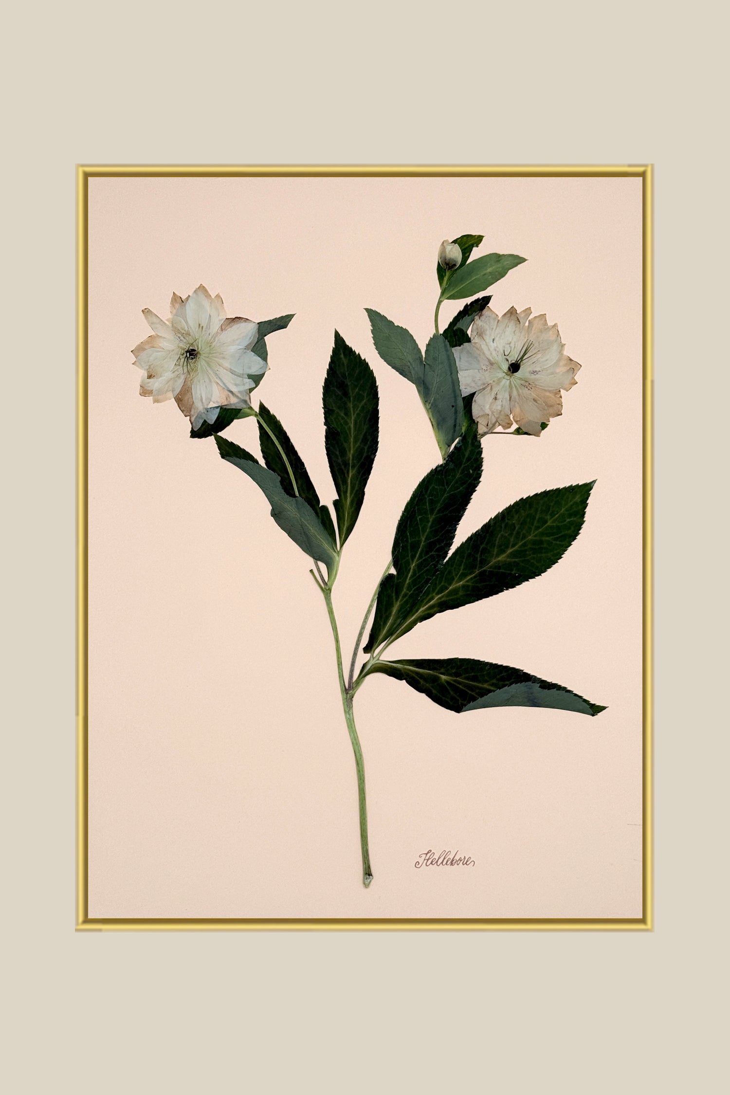 Hellebores on Peach
