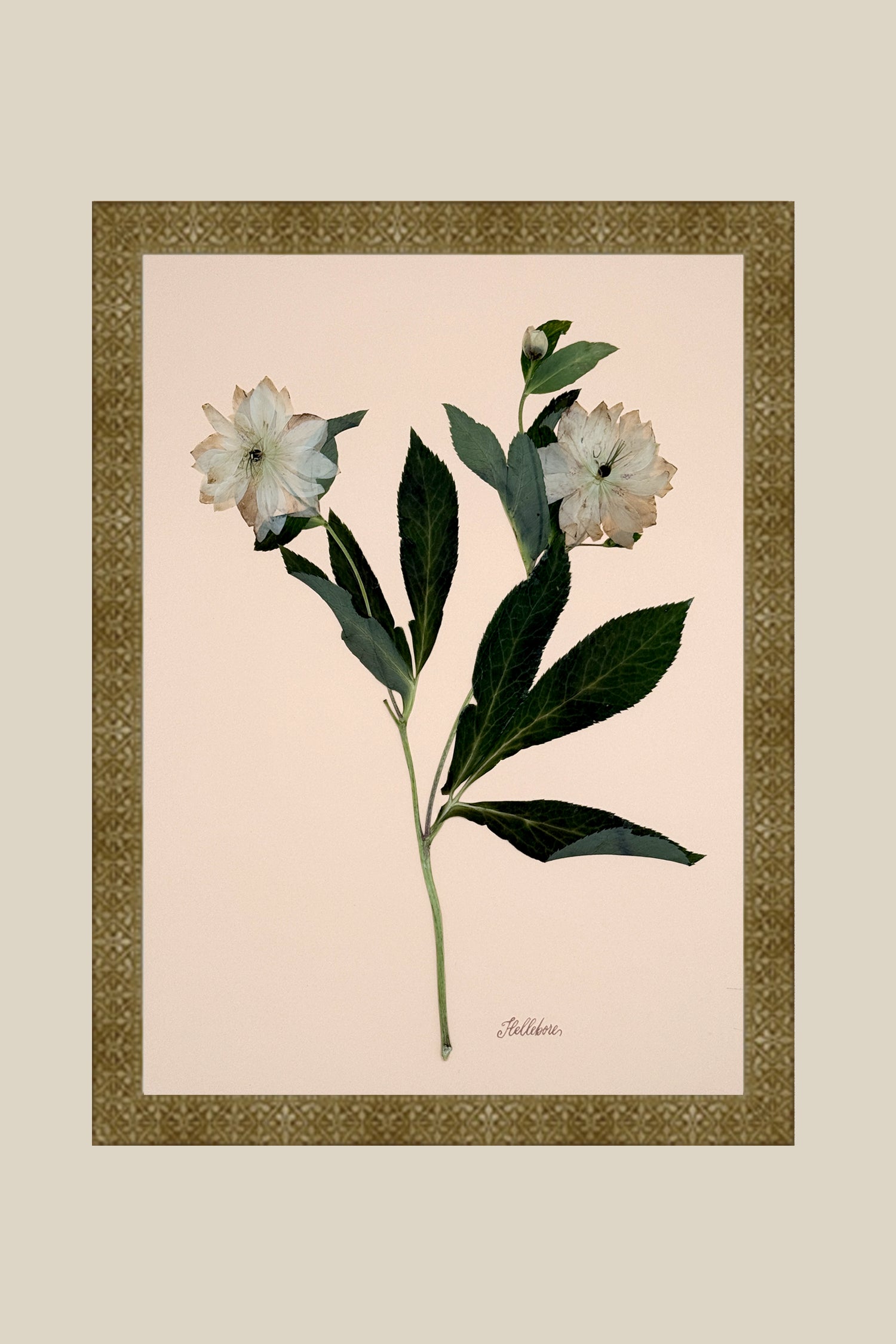 Hellebores on Peach