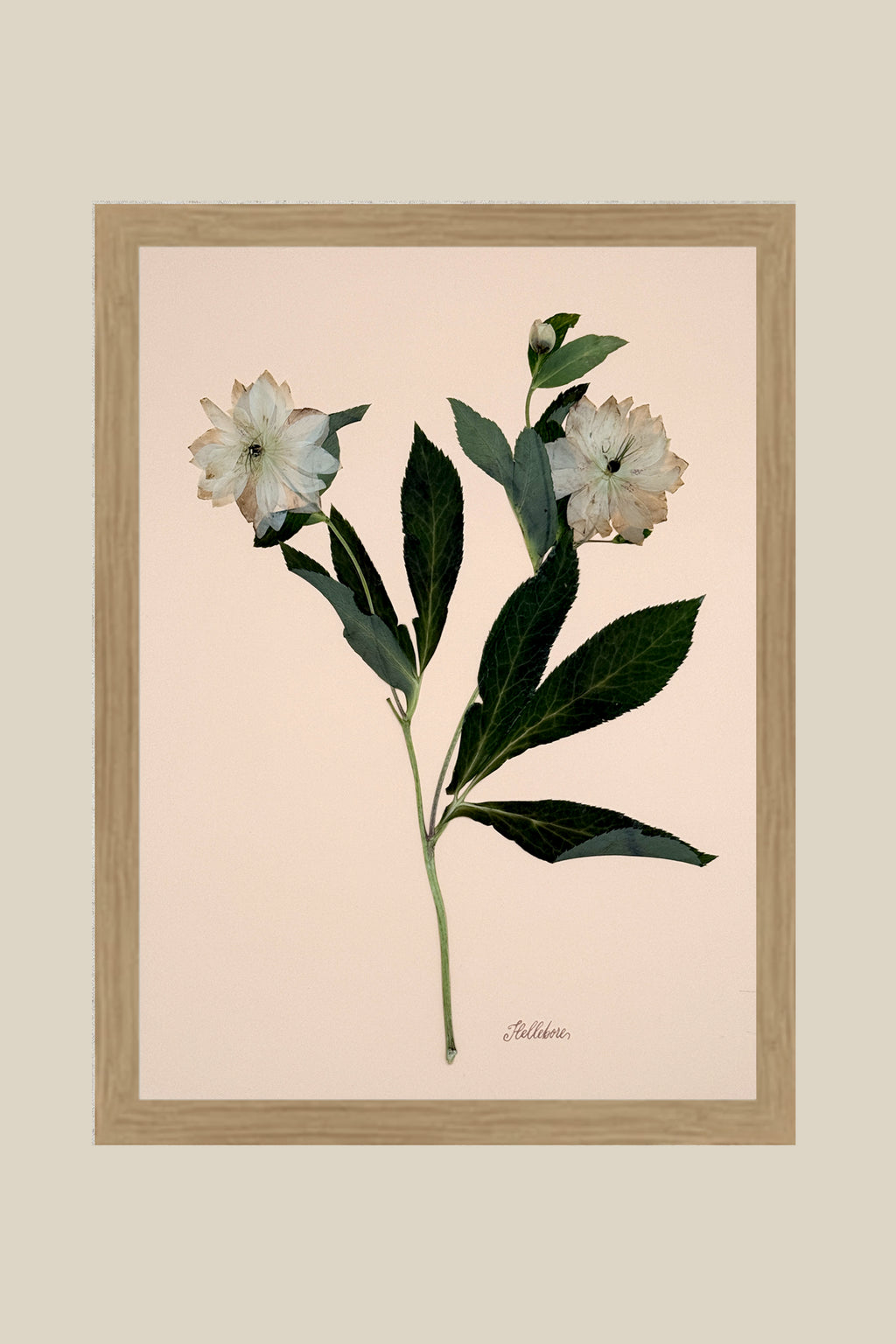 Hellebores on Peach