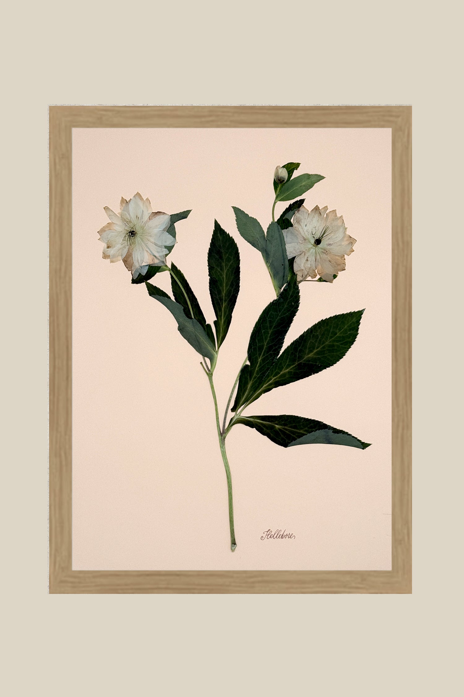 Hellebores on Peach