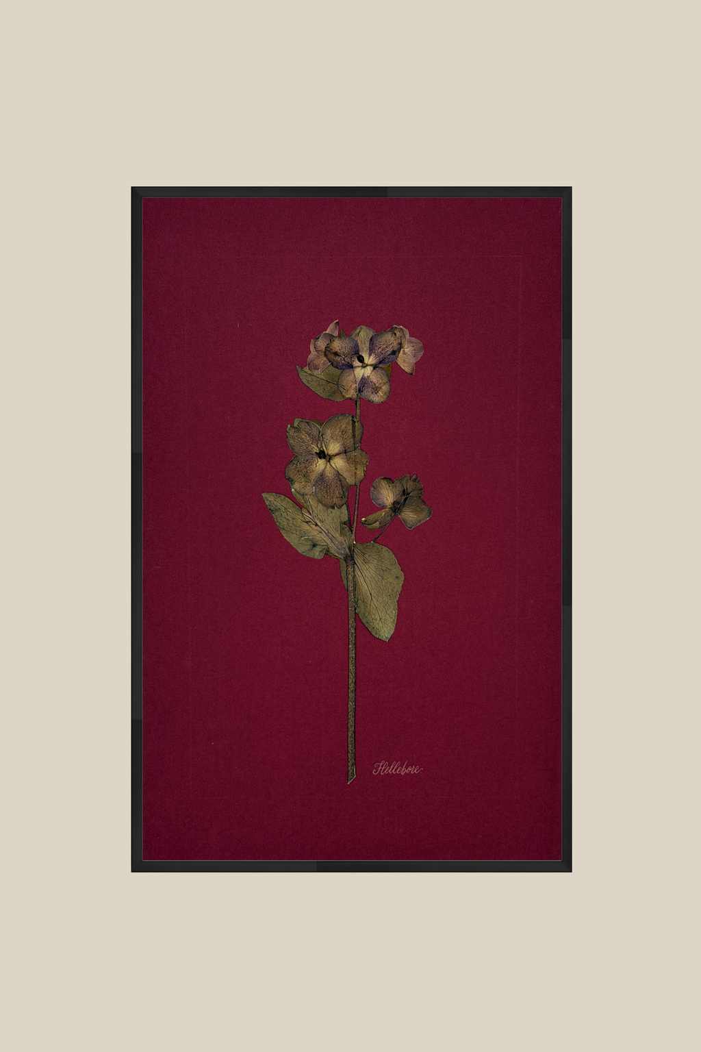 Hellebore on Wine