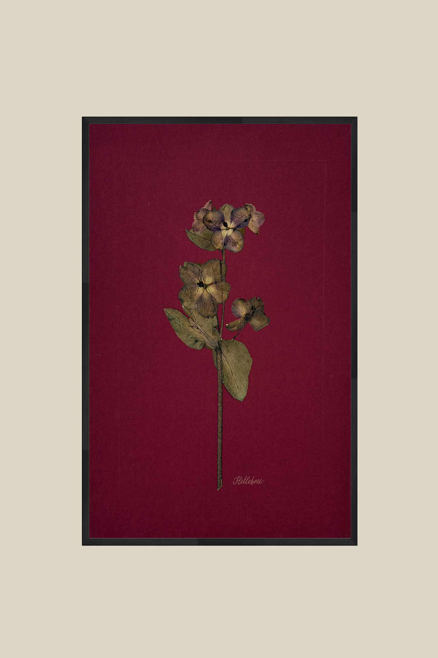 Hellebore on Wine