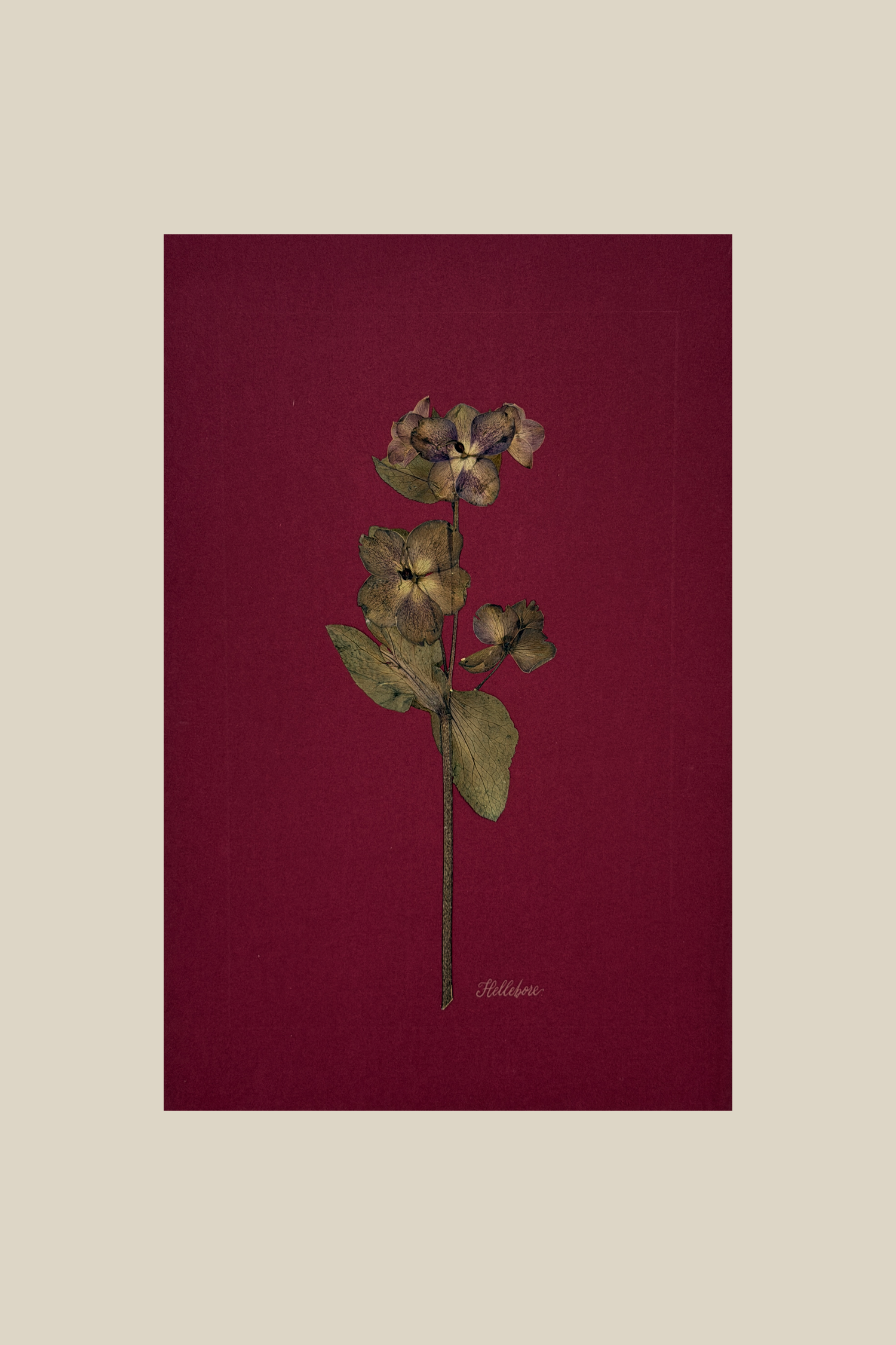 Hellebore on Wine