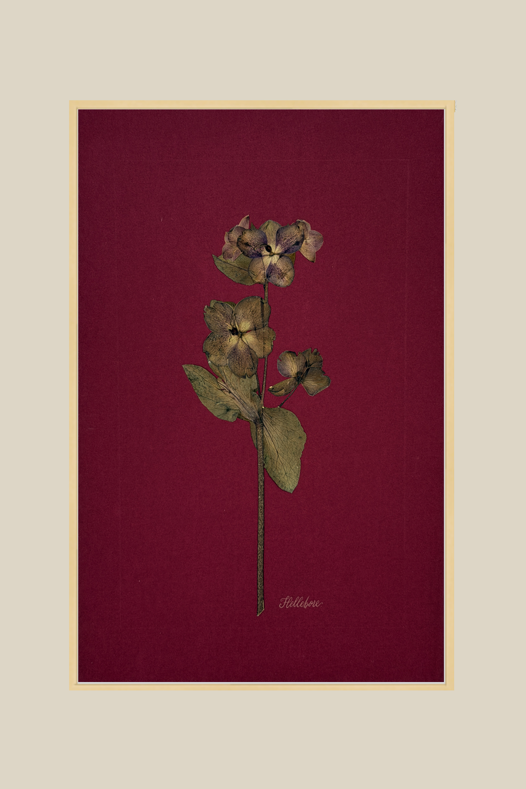 Hellebore on Wine