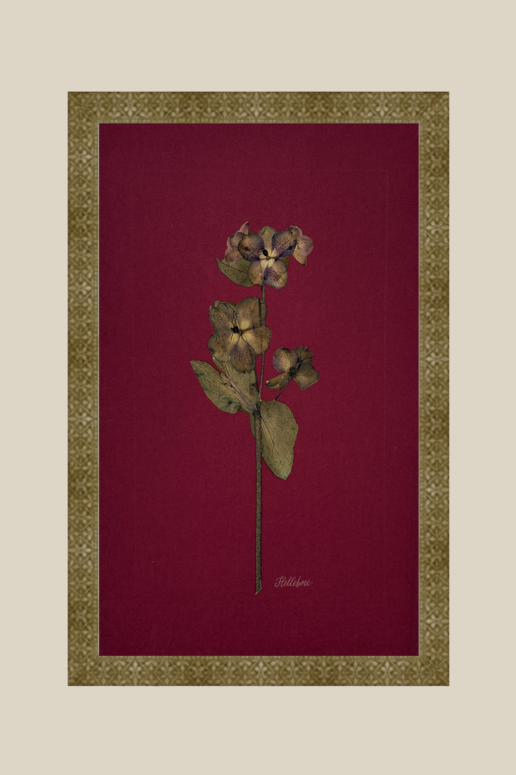 Hellebore on Wine