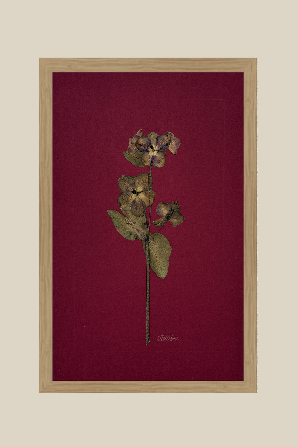 Hellebore on Wine