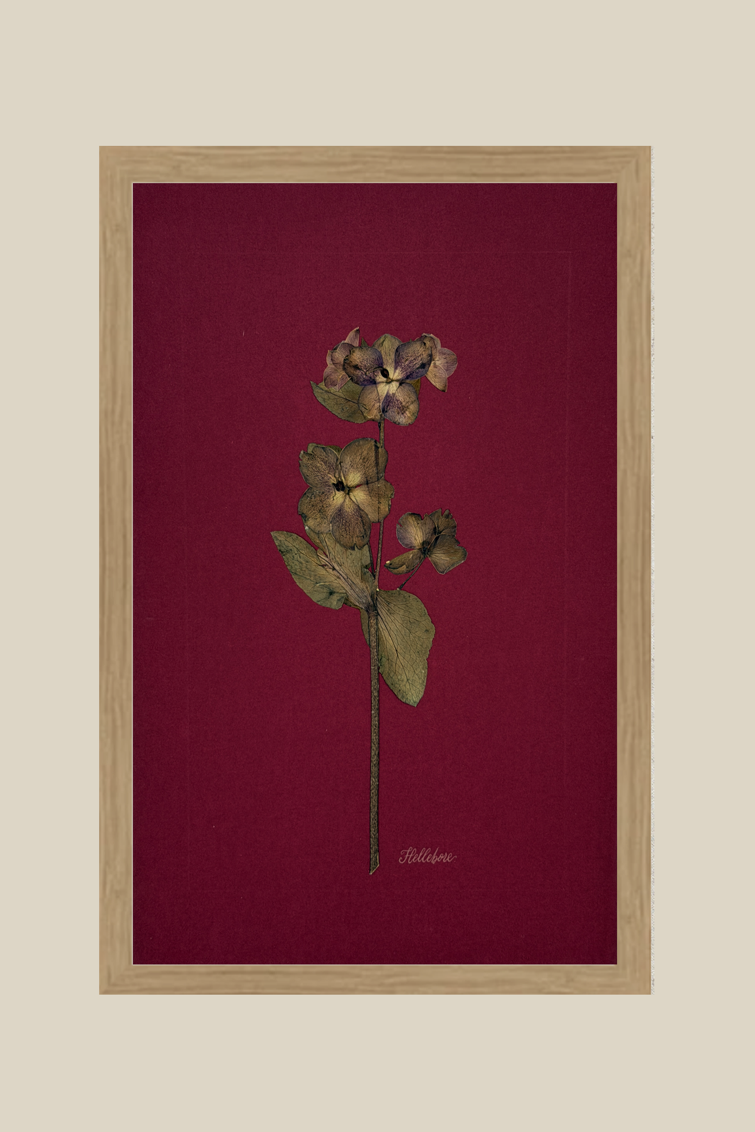 Hellebore on Wine