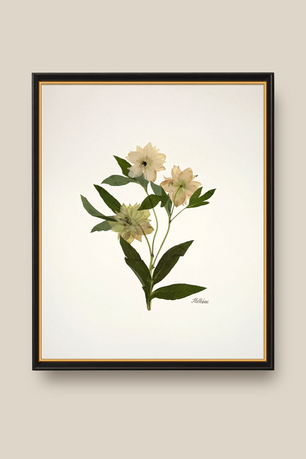 Hellebore Trio on Ivory Framed