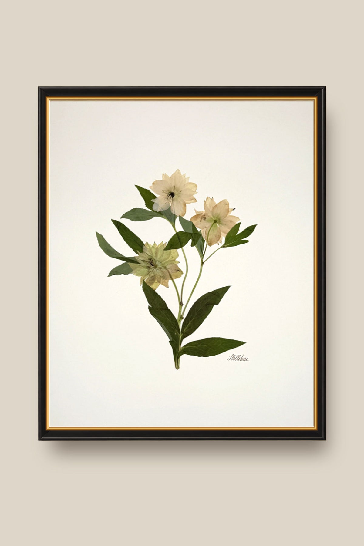 Hellebore Trio on Ivory Framed