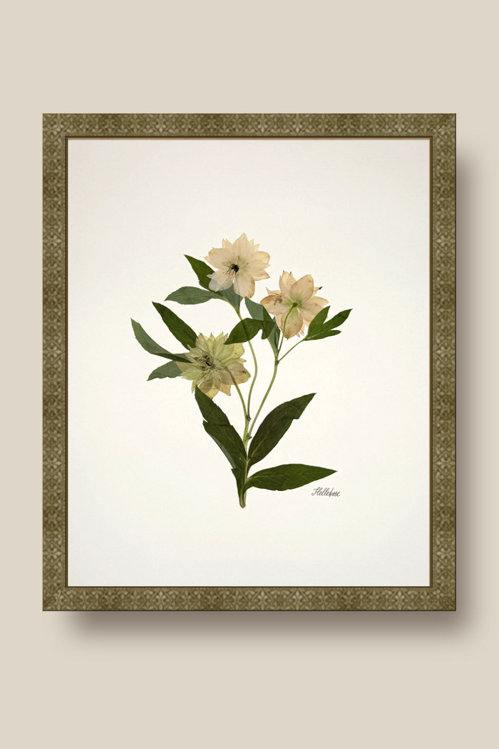 Hellebore Trio on Ivory Framed