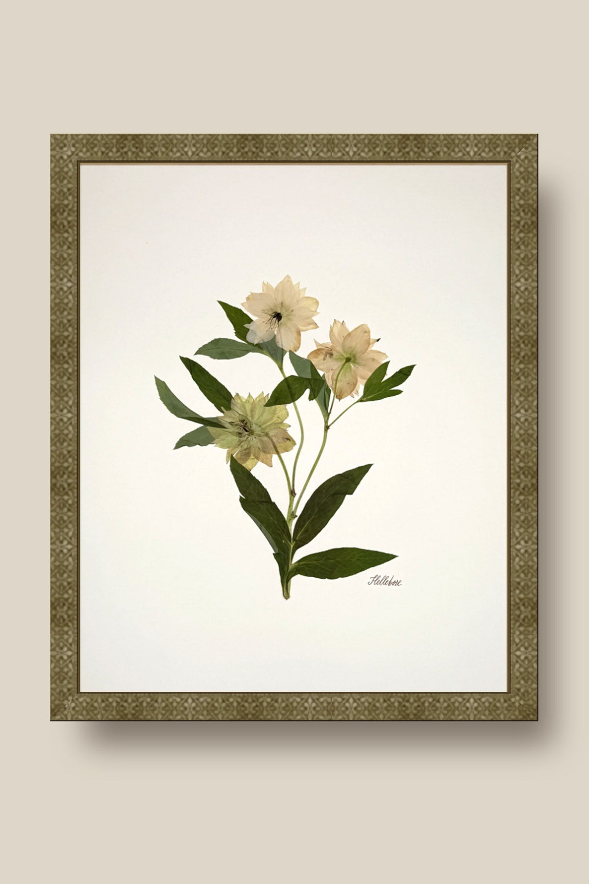 Hellebore Trio on Ivory Framed