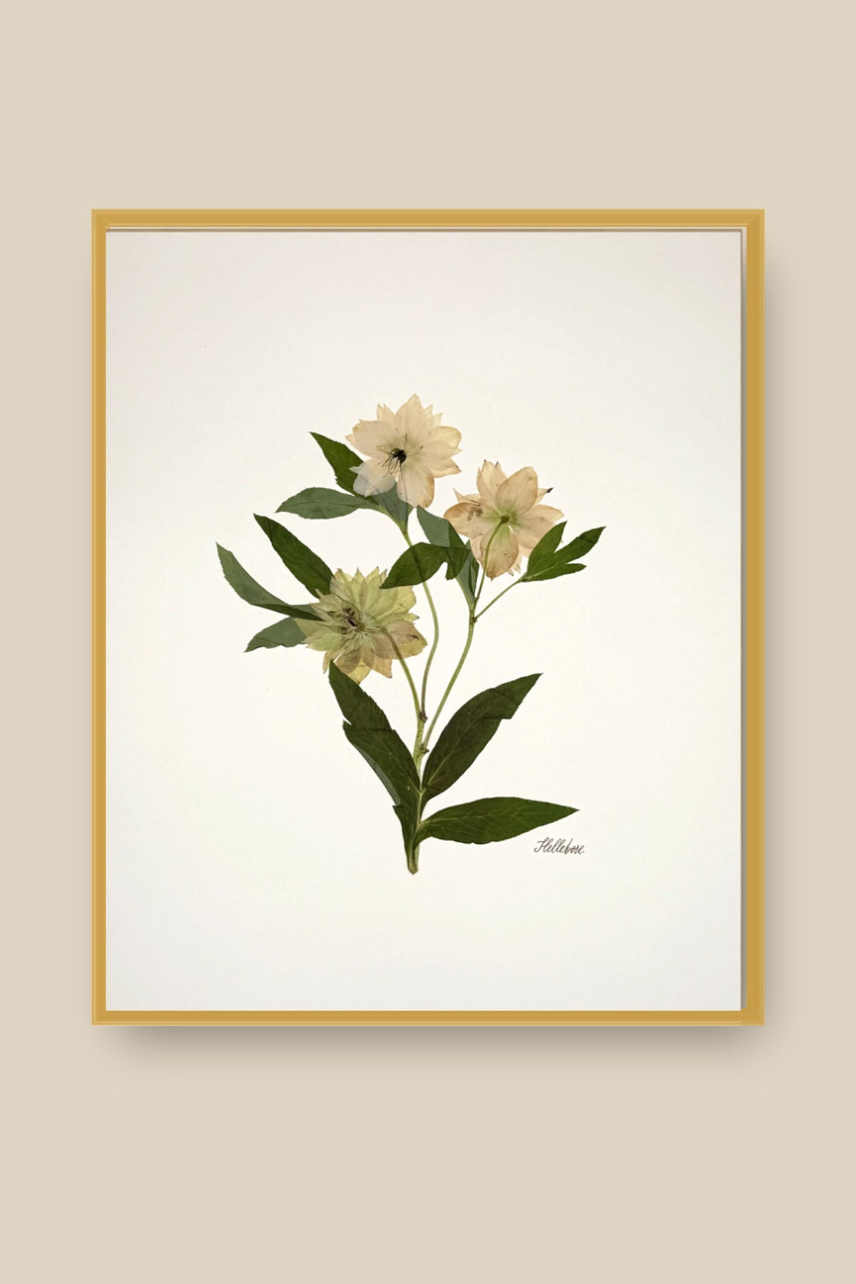 Hellebore Trio on Ivory Framed
