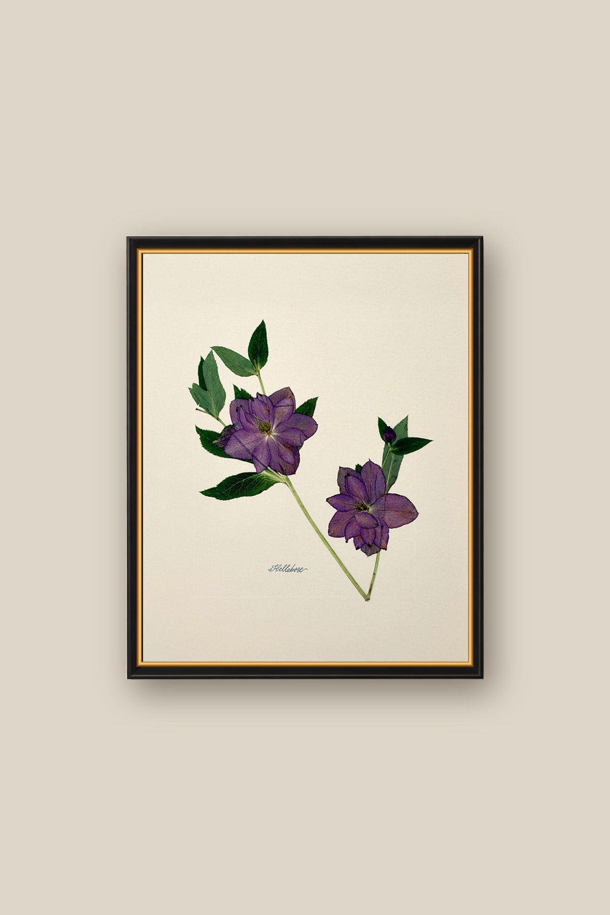 Hellebore on Ivory Framed
