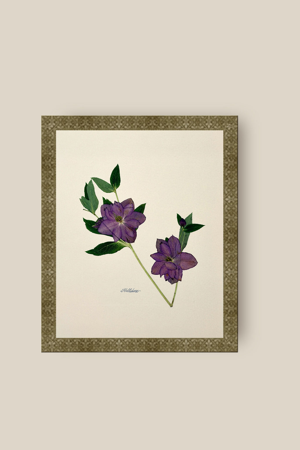 Hellebore on Ivory Framed
