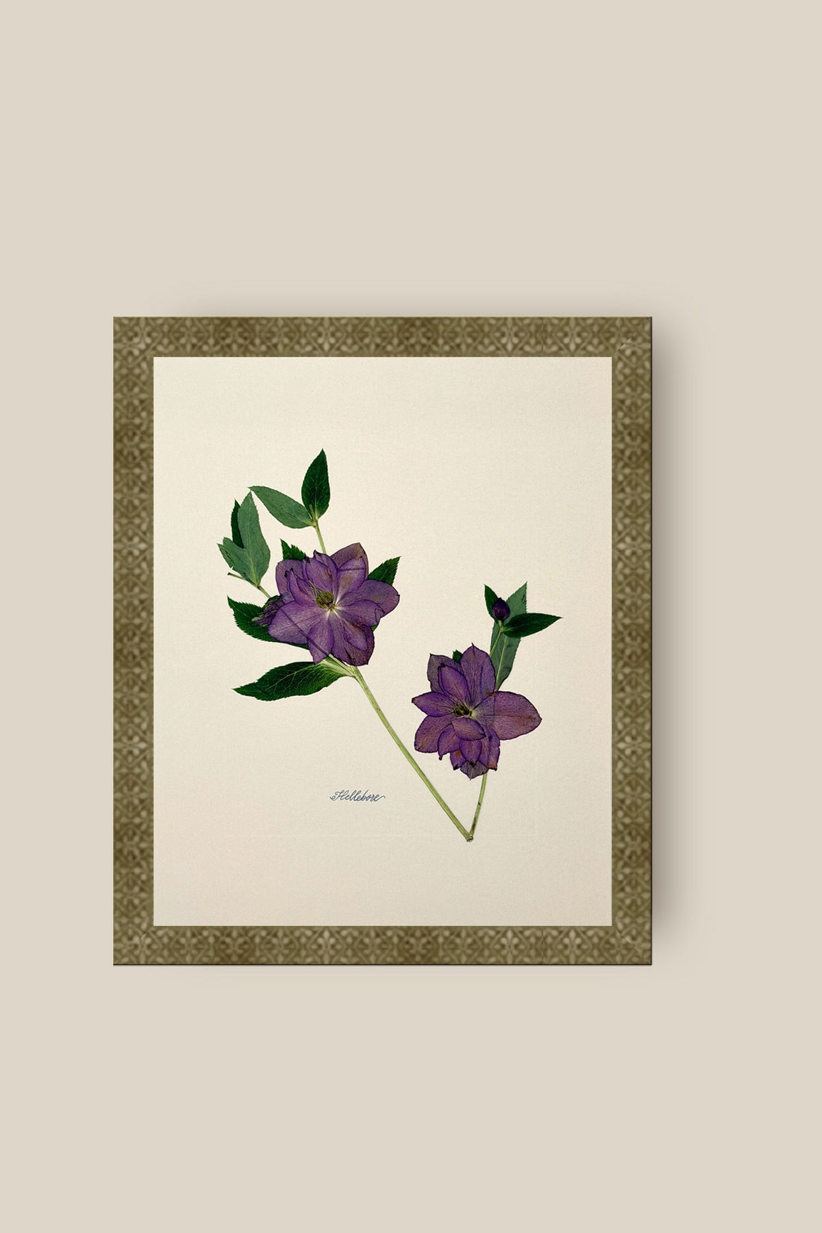 Hellebore on Ivory Framed