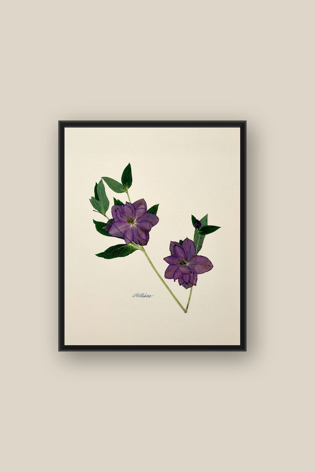 Hellebore on Ivory Framed
