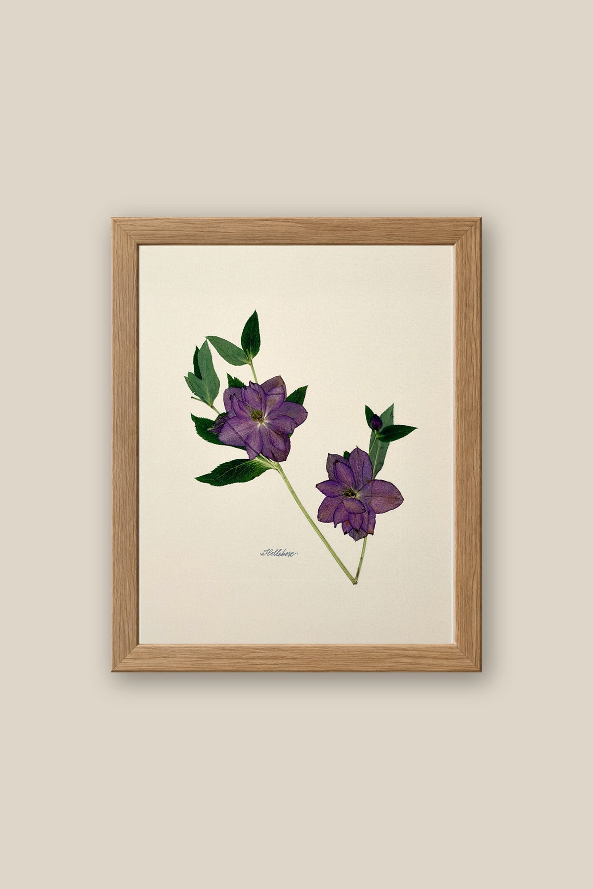 Hellebore on Ivory Framed