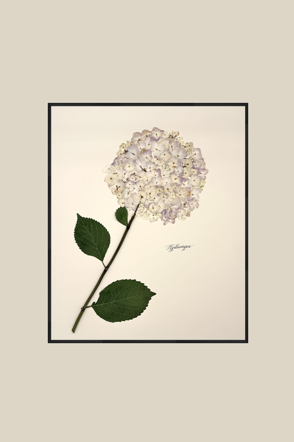 Hydrangea