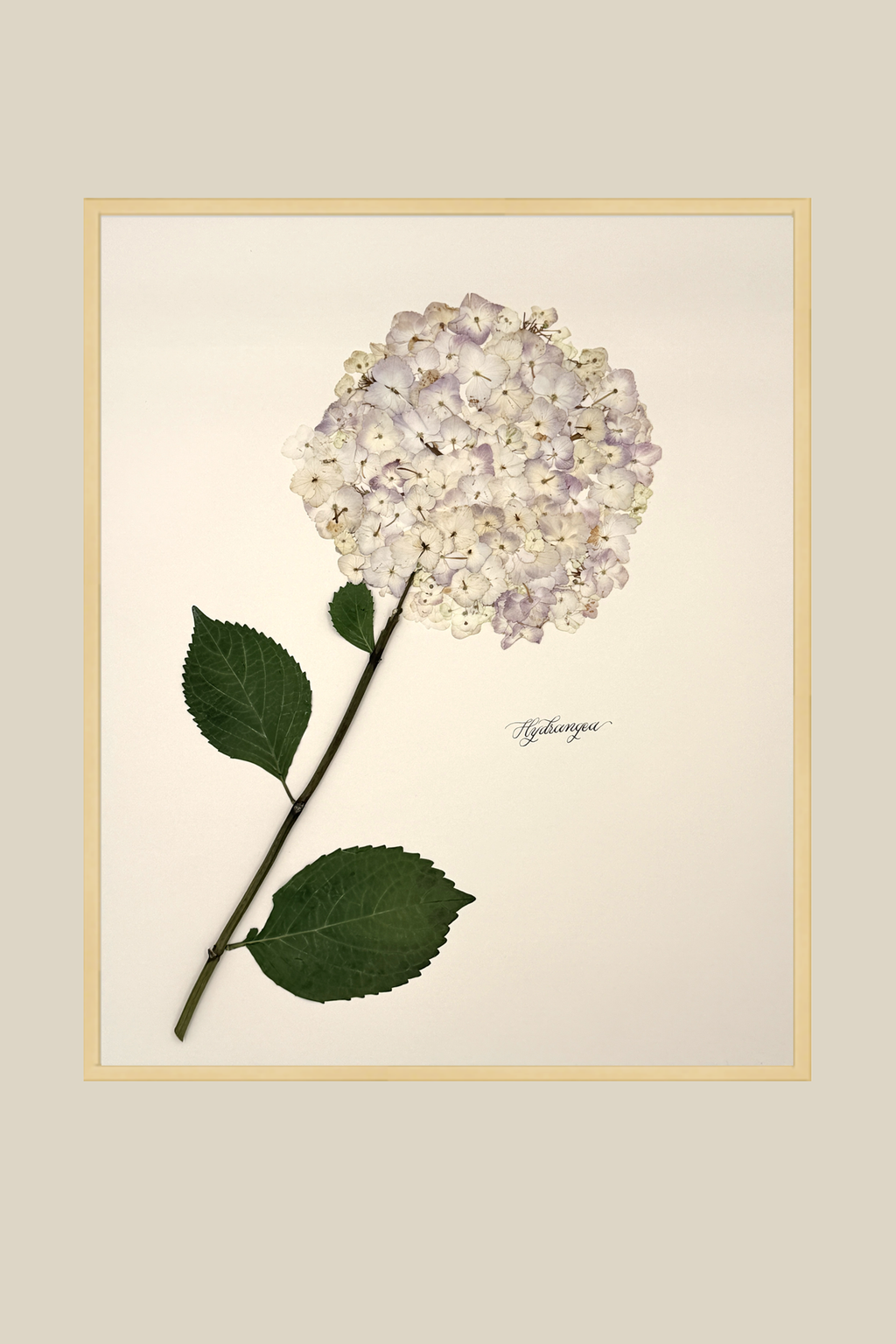 Hydrangea