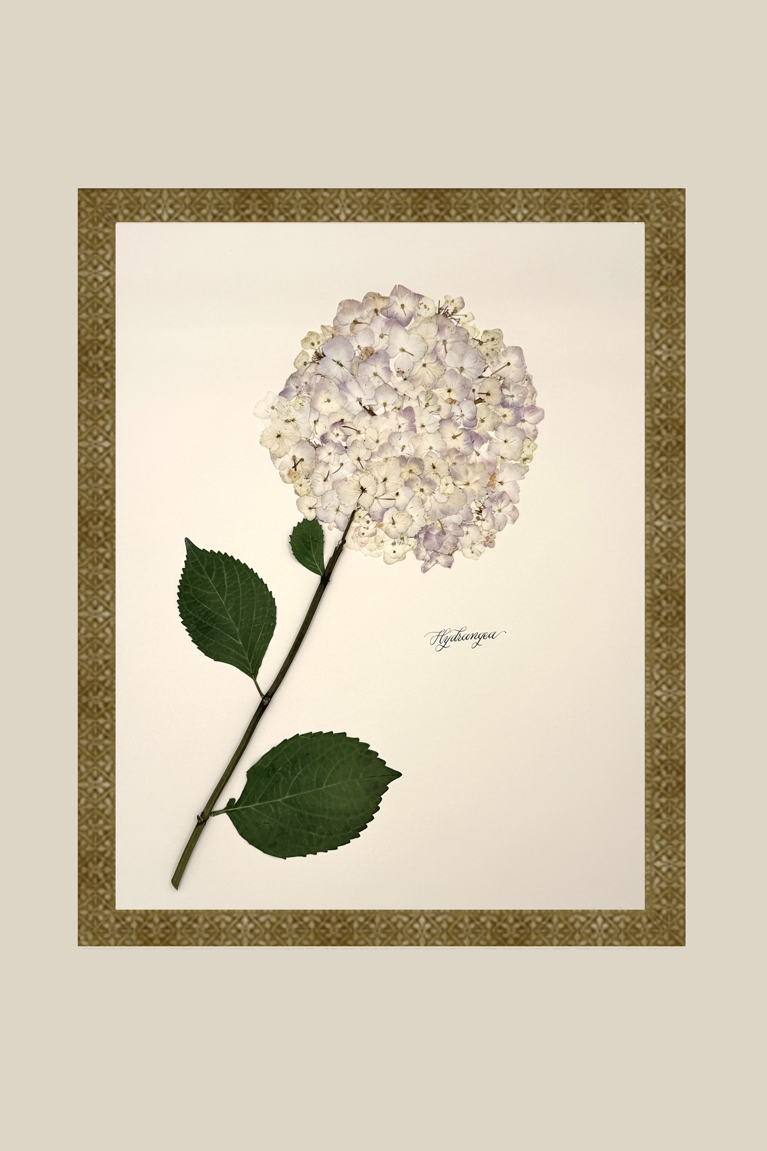 Hydrangea