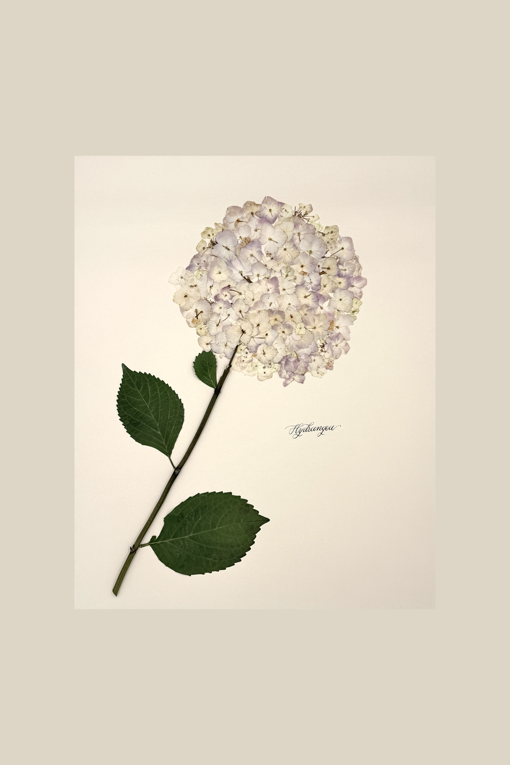 Hydrangea