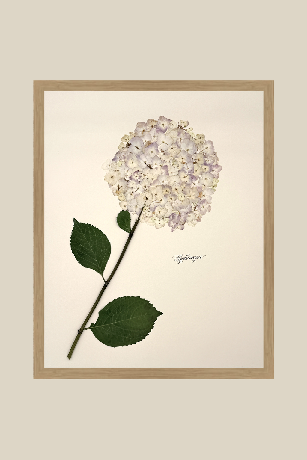 Hydrangea