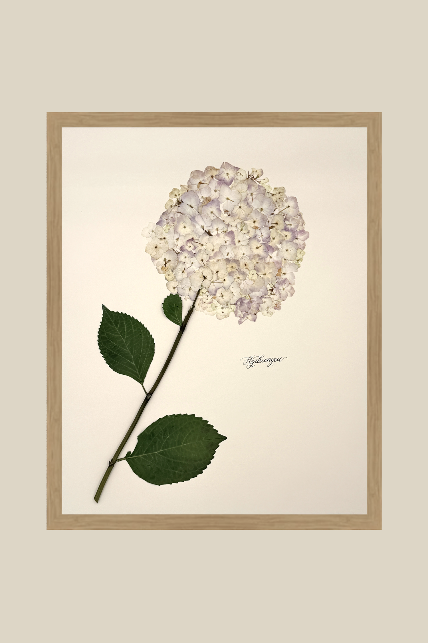 Hydrangea
