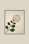 Hydrangea