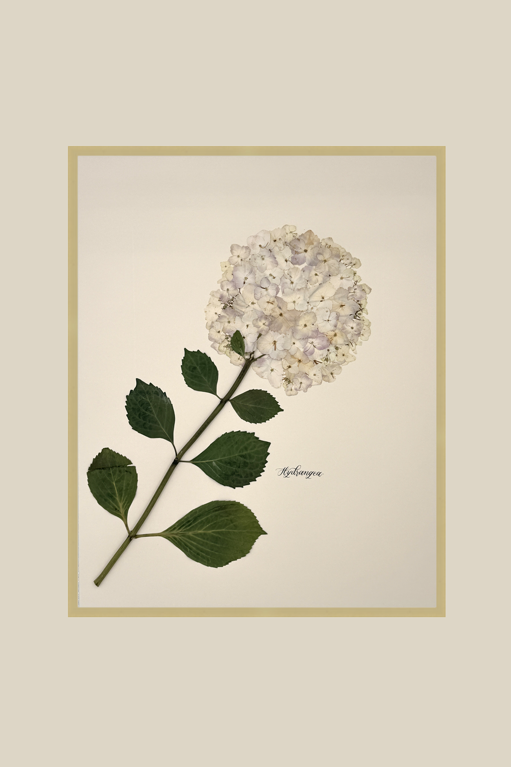 Hydrangea