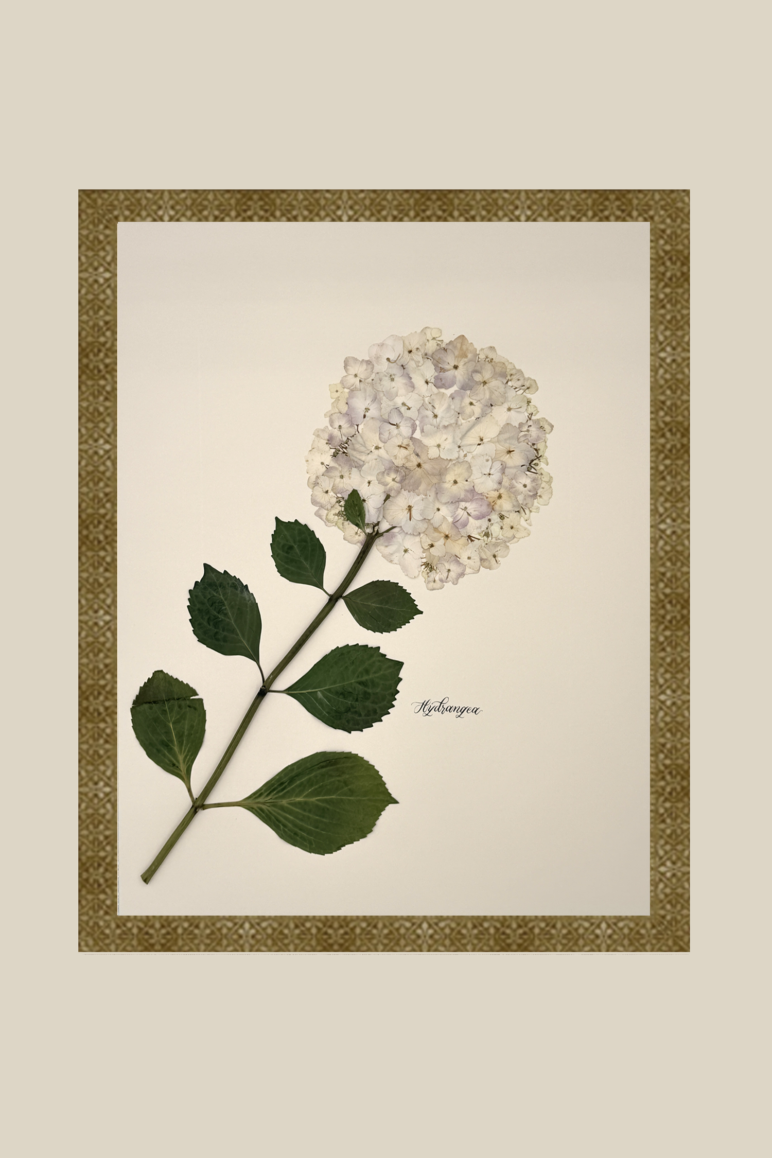 Hydrangea
