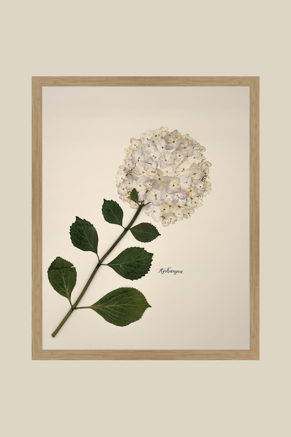 Hydrangea