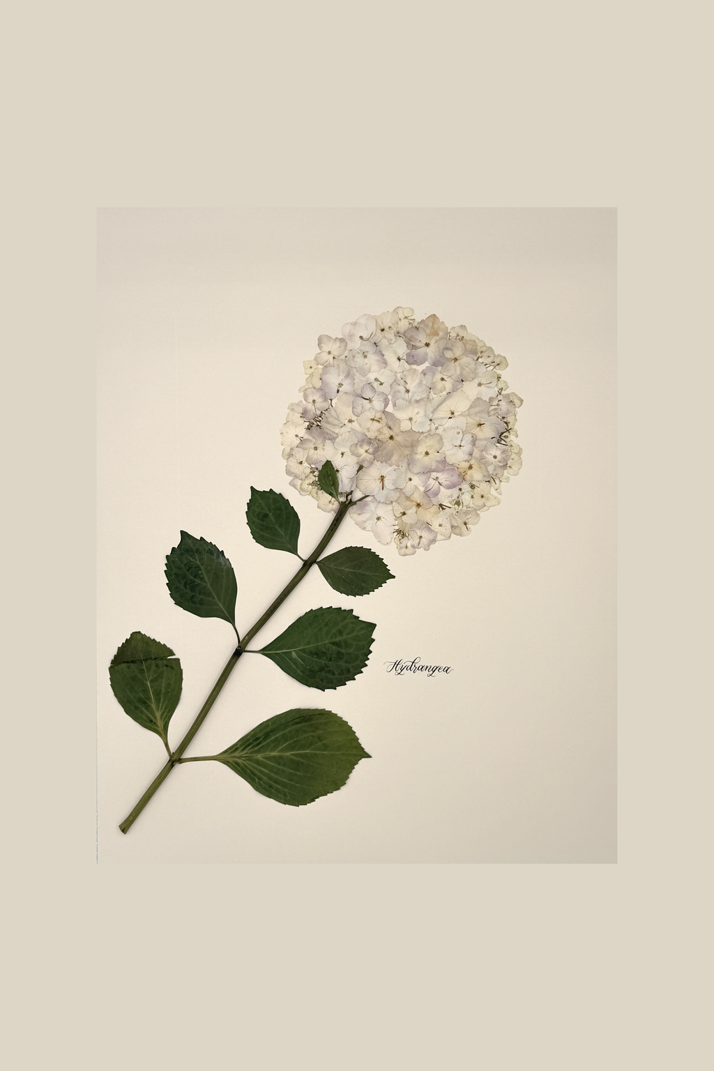 Hydrangea