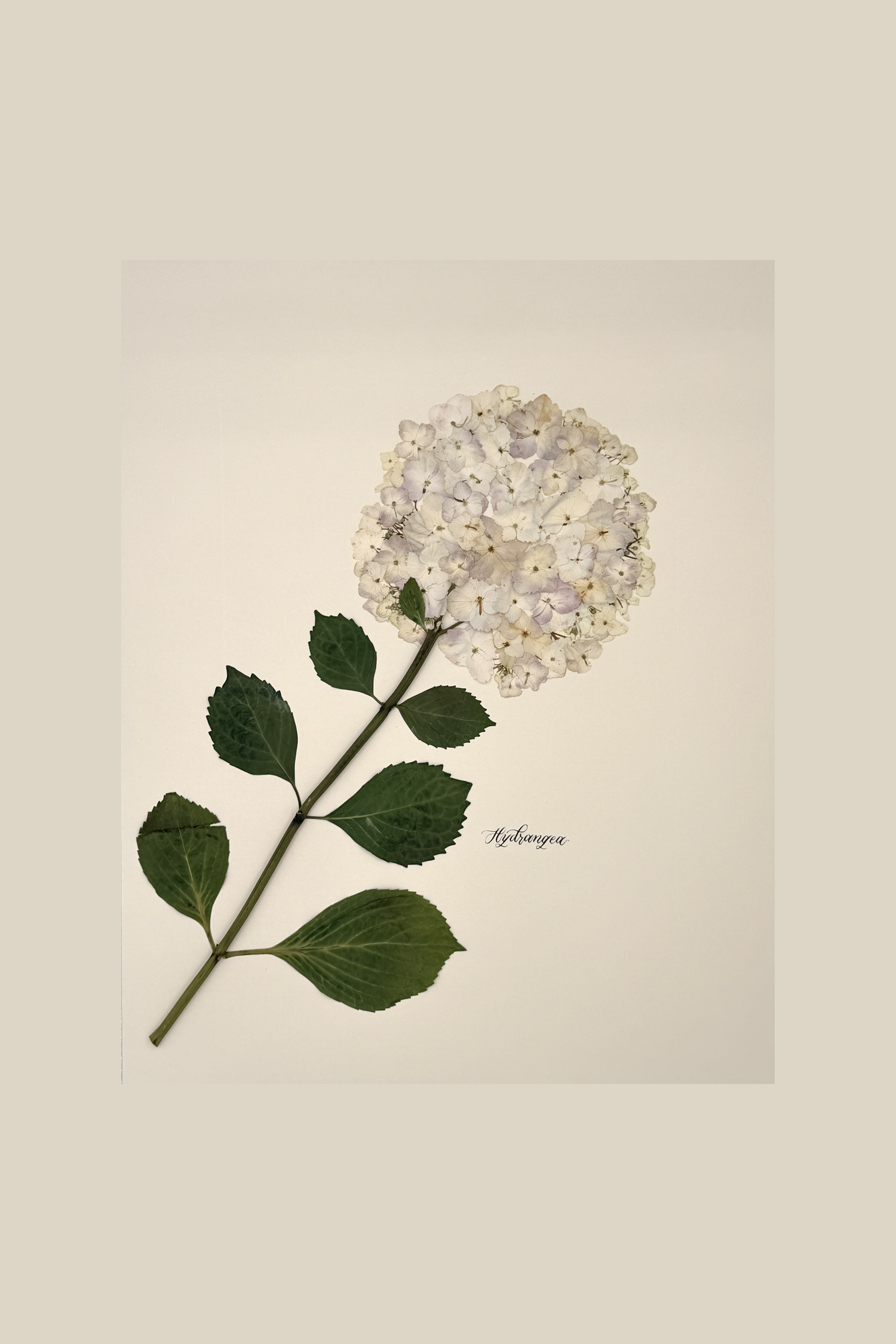 Hydrangea