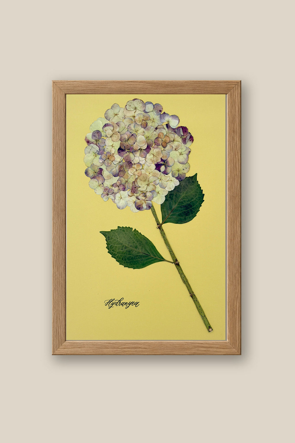 Hydrangea on Green Framed