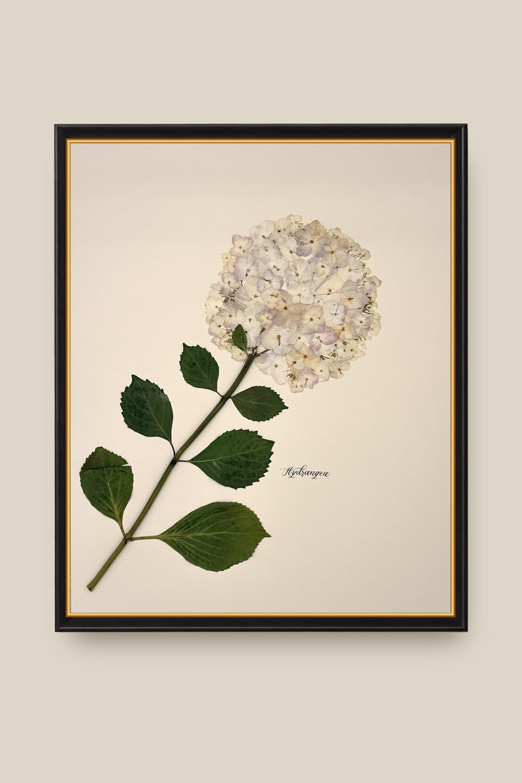 Hydrangea Framed