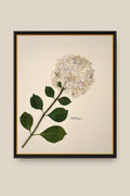 Hydrangea Framed