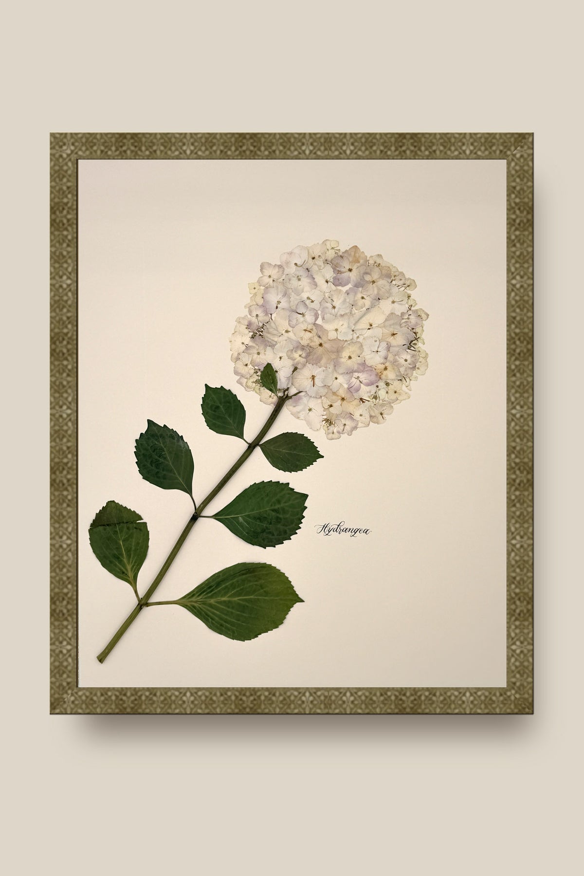 Hydrangea Framed