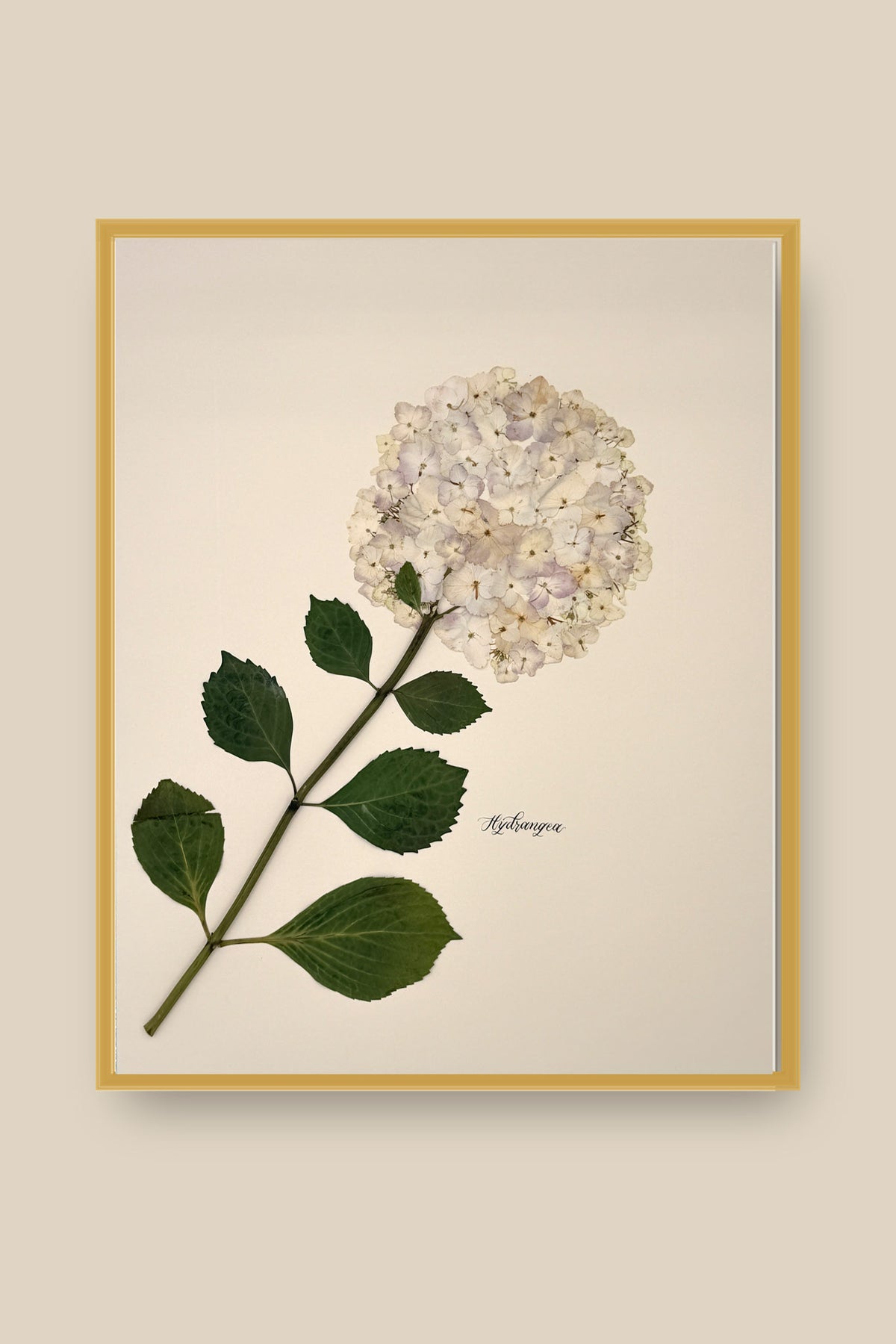 Hydrangea Framed