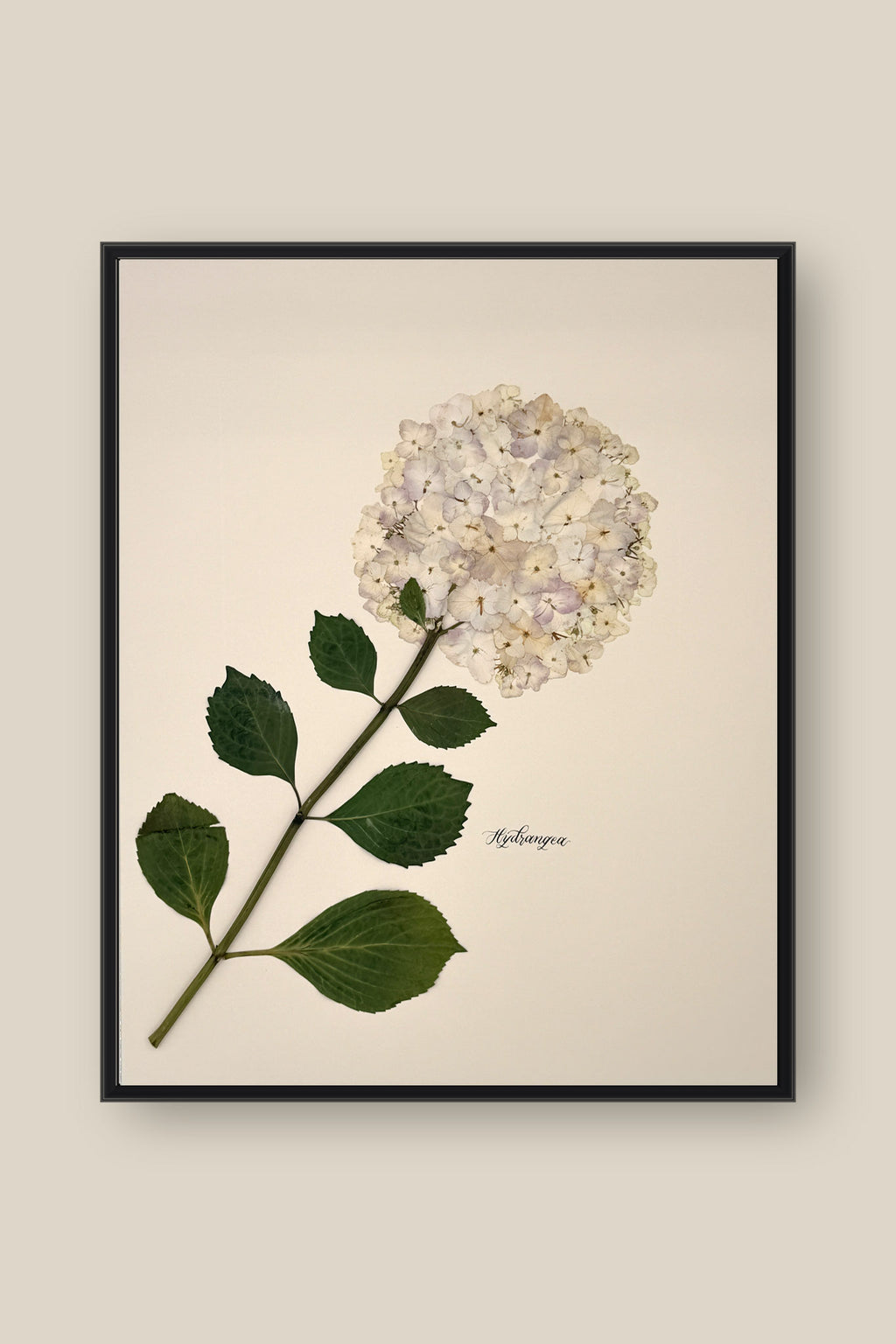Hydrangea Framed