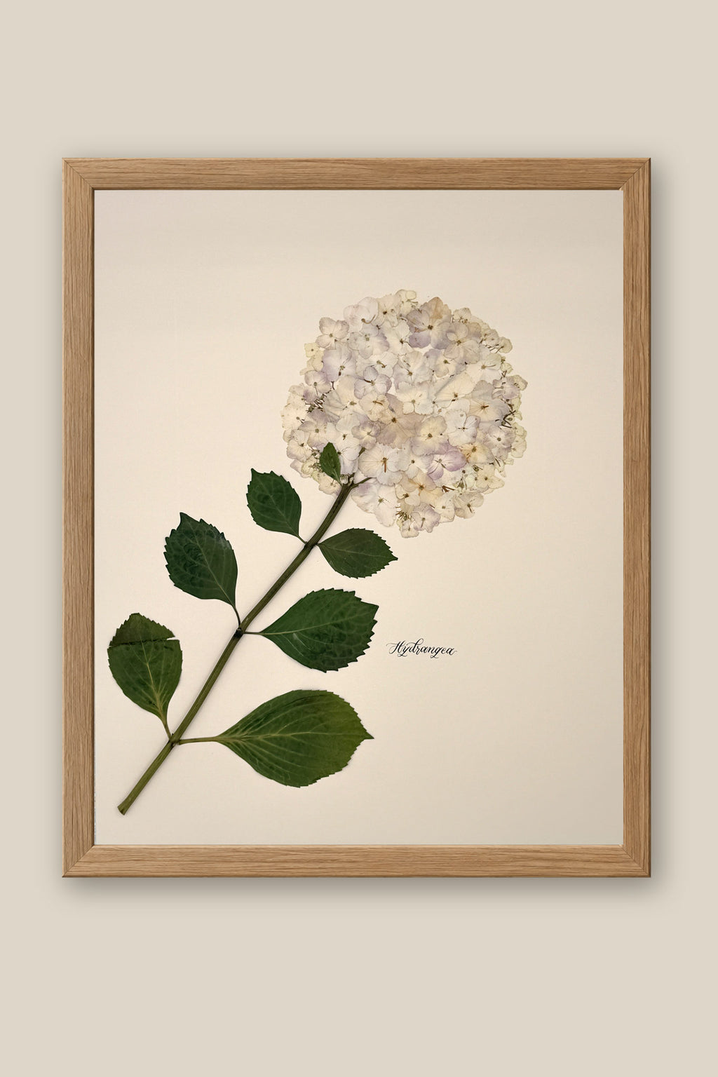 Hydrangea Framed