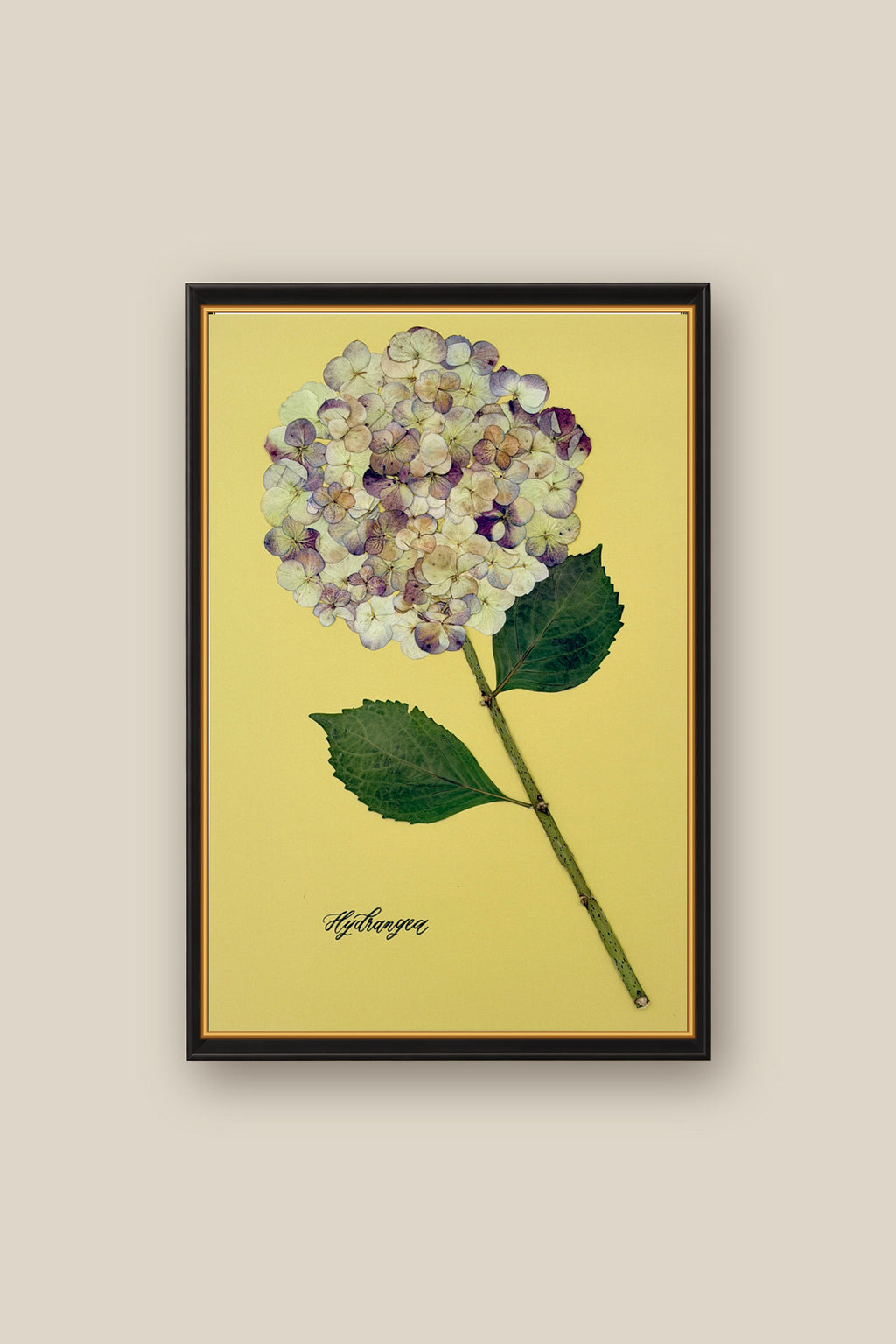 Hydrangea on Green Framed