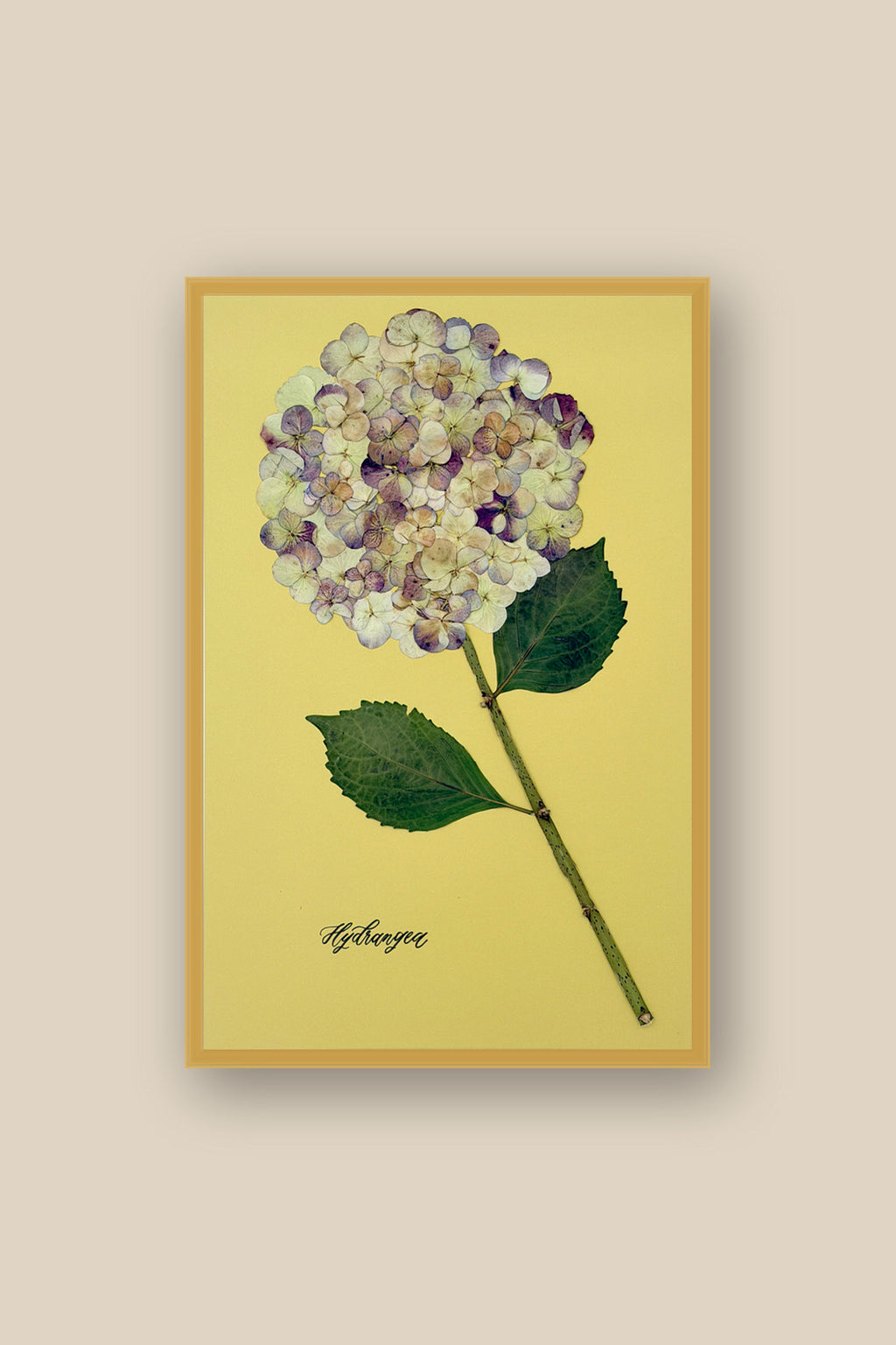 Hydrangea on Green Framed