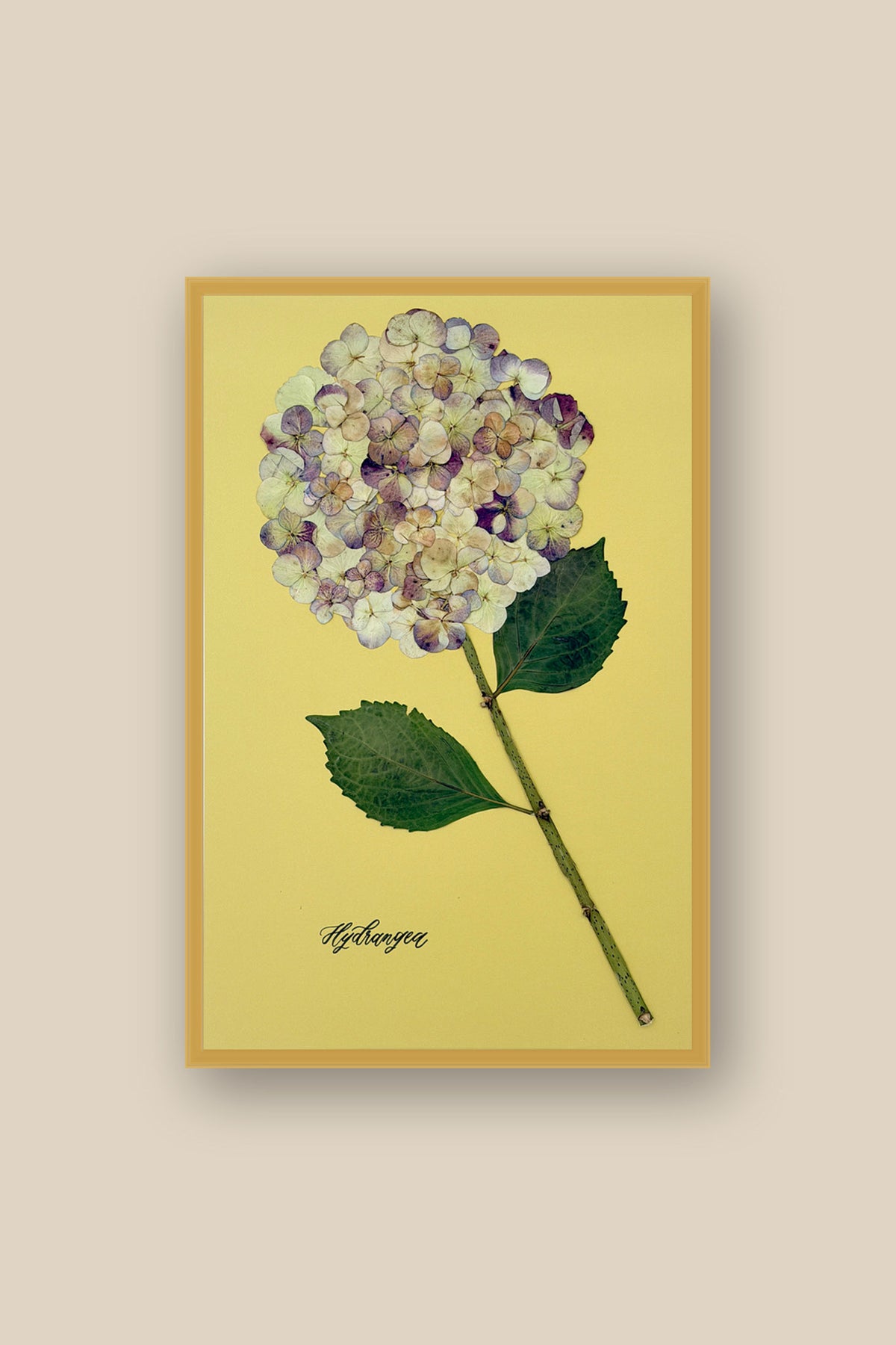 Hydrangea on Green Framed