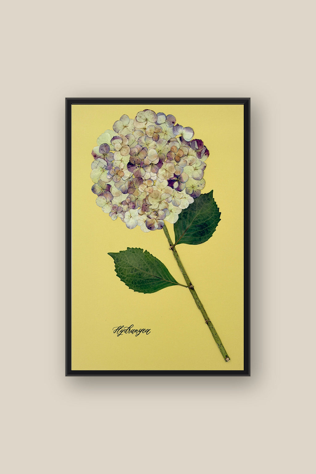 Hydrangea on Green Framed