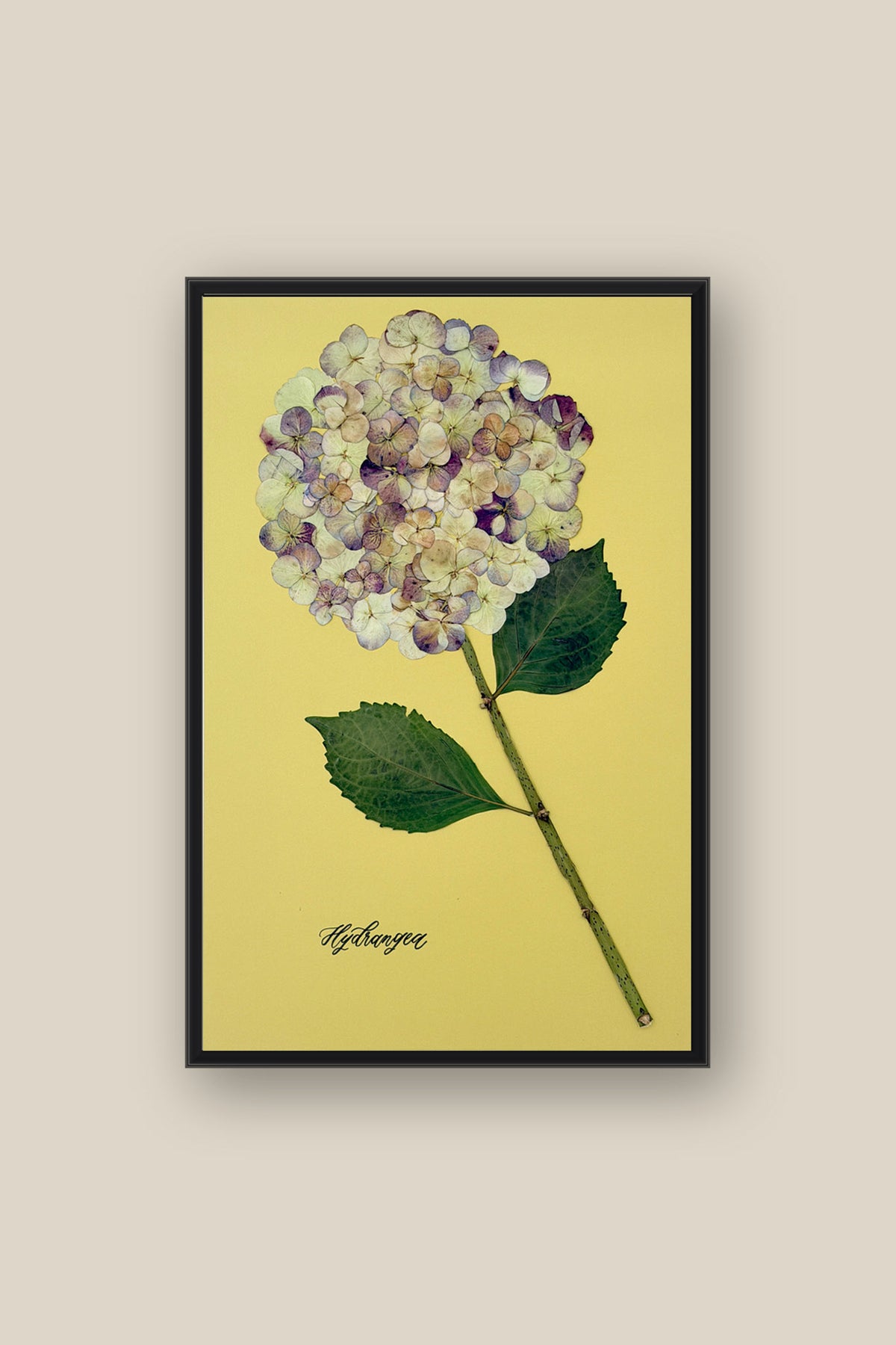 Hydrangea on Green Framed