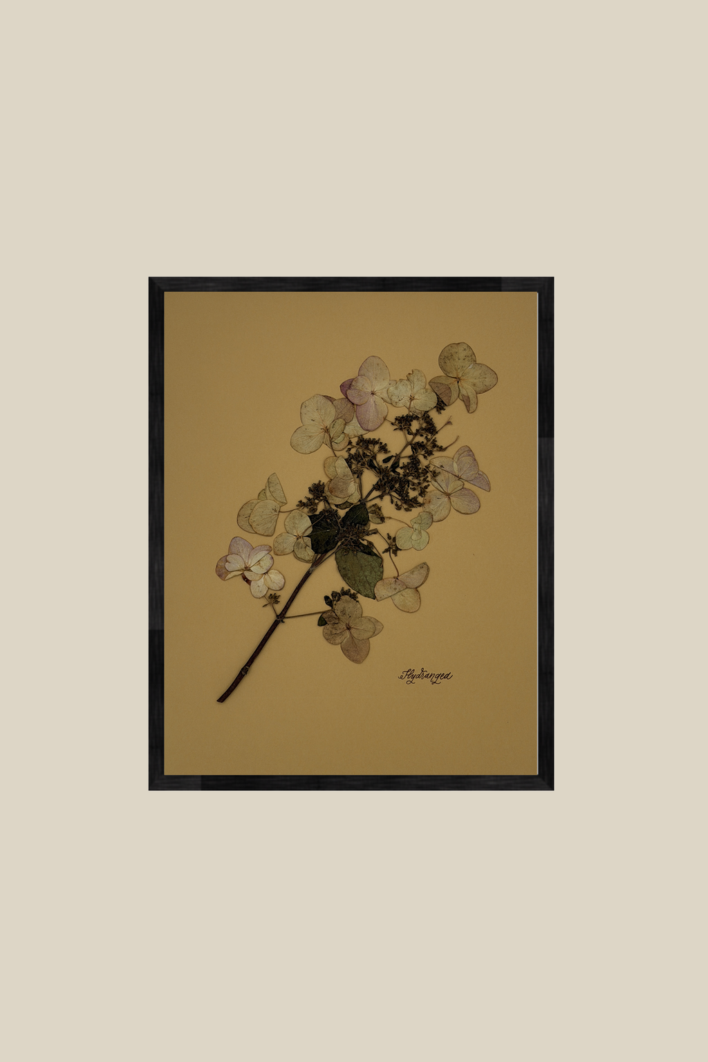 Hydrangea on Mustard