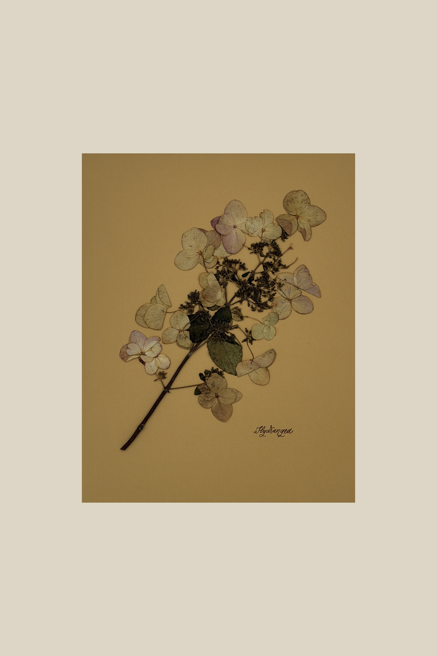 Hydrangea on Mustard